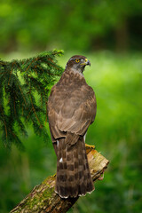 Hawk in forest. Northern goshawk, Accipiter gentilis, perched on branch in spruce forest, looking over shoulder. Majestic raptor in wild nature. Beautiful noble bird with orange eyes. Hawk in habitat.