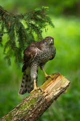 Hunting hawk in forest. Northern goshawk, Accipiter gentilis, perched on branch in spruce forest. Majestic raptor in wild spring nature. Beautiful noble bird with orange eyes. Hawk in natural habitat.