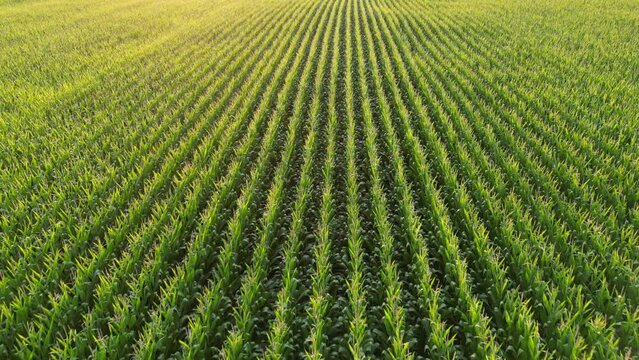 Summer cornfield with yellow glow sunset. Aerial drone footage flying over endless field of corn.