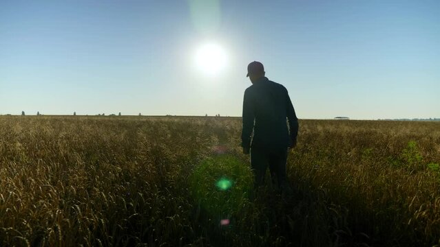 Farmer businessman walks through the wheat field inspecting the harvest at sunrise. Man agriculturist working with tablet in hand checks wheat field for quality of harvest. Agriculture, farming