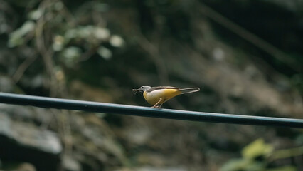 Fototapeta premium Small bird . Creative. This amzing bird is dancing before our eyes