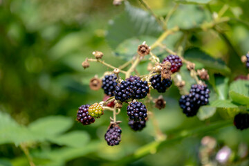 Selective focus of wild blackberries, Branches of ripe blackberry in the forest, Rubus is a large and diverse genus of flowering plants in the rose family, Rosaceae, Health benefits of berries.
