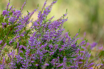 Selective focus bush of wild purple flowers Calluna vulgaris (heath, ling or simply heather) is the...