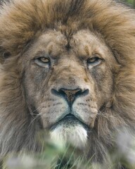 Closeup of a lion, Panthera leo