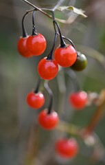 ヒヨドリジョウゴの実(beautiful red)