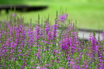 ミソハギ(A beautiful purple flower that grows on the waterside) 
