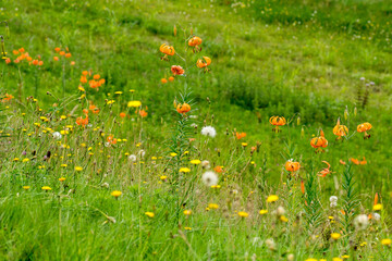 満開のコオニユリ