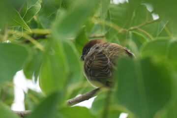 sparrow behind green leaves