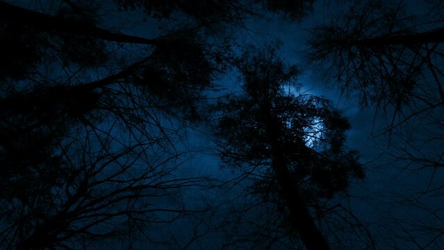 Large Moon Above The Trees POV Scary