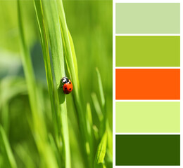 Color palette appropriate to photo of tiny ladybug on green grass outdoors, closeup