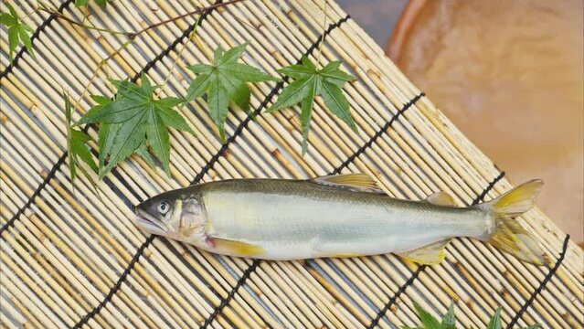 釣れたての鮎　アユ　魚