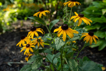 yellow flowers in the garden