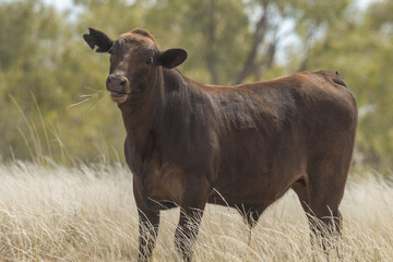 Brangus Cow in Queensland Australia