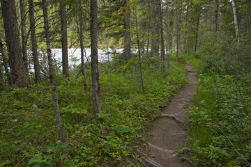 Hiking trail to Thompson Falls on Blaeberry River in British Columbia,Canada,North America
