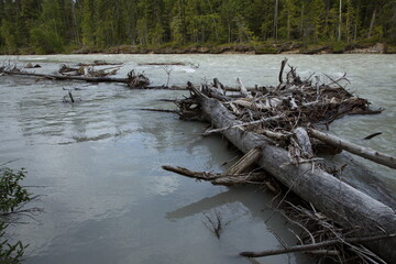 Driftwood in Blaeberry River in British Columbia,Canada,North America
