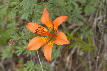 Obraz premium Blossom of a lilly at Blaeberry River in British Columbia,Canada,North America 