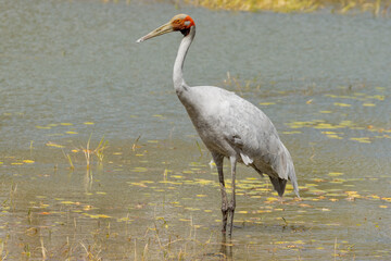 Brolga Crane in Queensland Australia