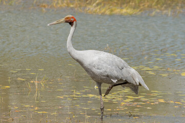 Brolga Crane in Queensland Australia