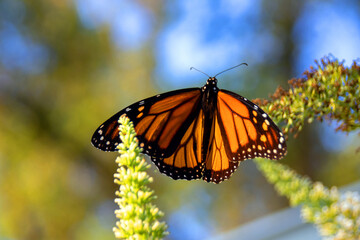 butterfly on a flower