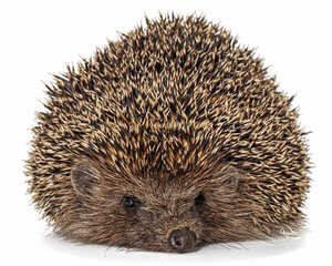 Common hedgehog, or  European hedgehog, also known as the West European hedgehog, lat. Erinaceus europaeus, isolated on white background