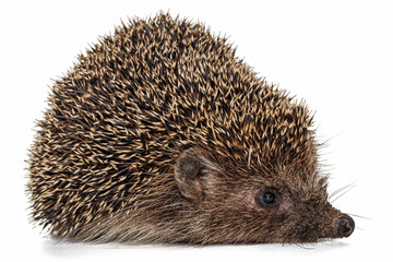 Common hedgehog, or  European hedgehog, also known as the West European hedgehog, lat. Erinaceus europaeus, isolated on white background