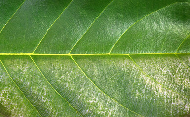 green leaf macro