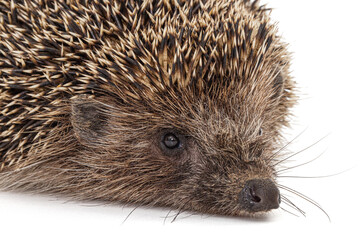Common hedgehog, or  European hedgehog, also known as the West European hedgehog, lat. Erinaceus europaeus, isolated on white background