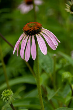 Purple Coneflower