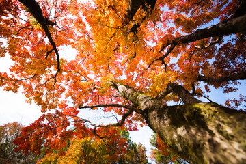 真っ赤な紅葉を下から見上げる	