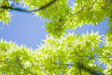 もみじの若葉と青空	