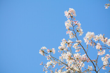 青空を背景に桜の花をクローズアップ	