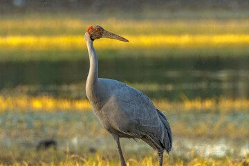 Brolga Crane in Queensland Australia