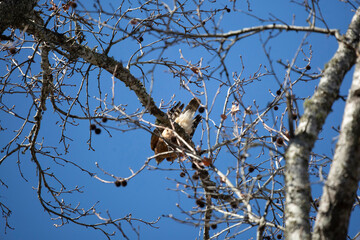 Young Red-Shouldered Hawk