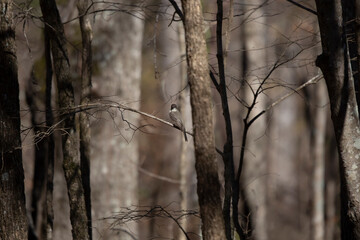 Curious Eastern Phoebe