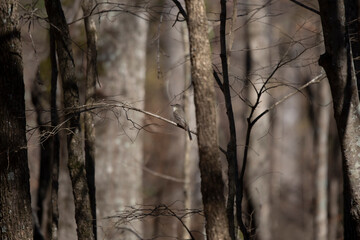 Curious Eastern Phoebe