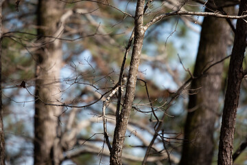 Sassy Eastern Phoebe