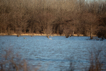 Three Mallard Ducks