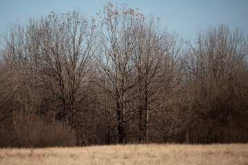 Forest past a Meadow