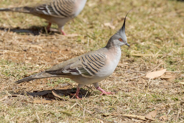 Crested Pigeon in Queensland Australia