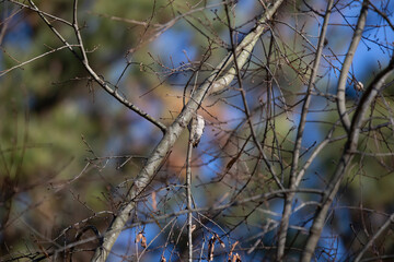 Downy Woodpecker Tail