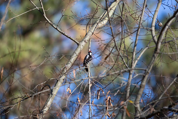Male Downy Woodpecker Foraging