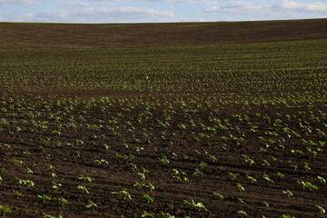 Agricultural field with sunflower seedlings on sunny day