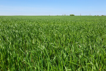 Beautiful view of agricultural field with ripening cereal crop
