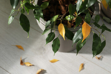 Houseplant with leaf blight disease indoors, closeup