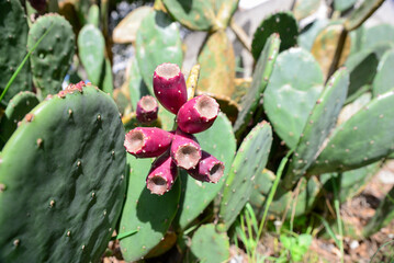 Beautiful exotic cacti growing outdoors on sunny day, closeup. Space for text