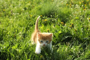 Obraz premium Cute red and white kitten on green grass outdoors. Baby animal
