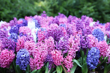 Many beautiful hyacinth flowers growing outdoors. Spring season