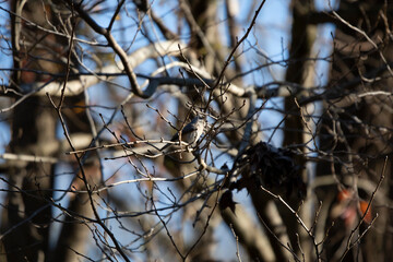 Curious Tufted-Titmouse