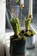 Potted hyacinths on window sill indoors. First spring flowers