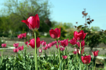 Beautiful pink tulips growing in garden. Spring season